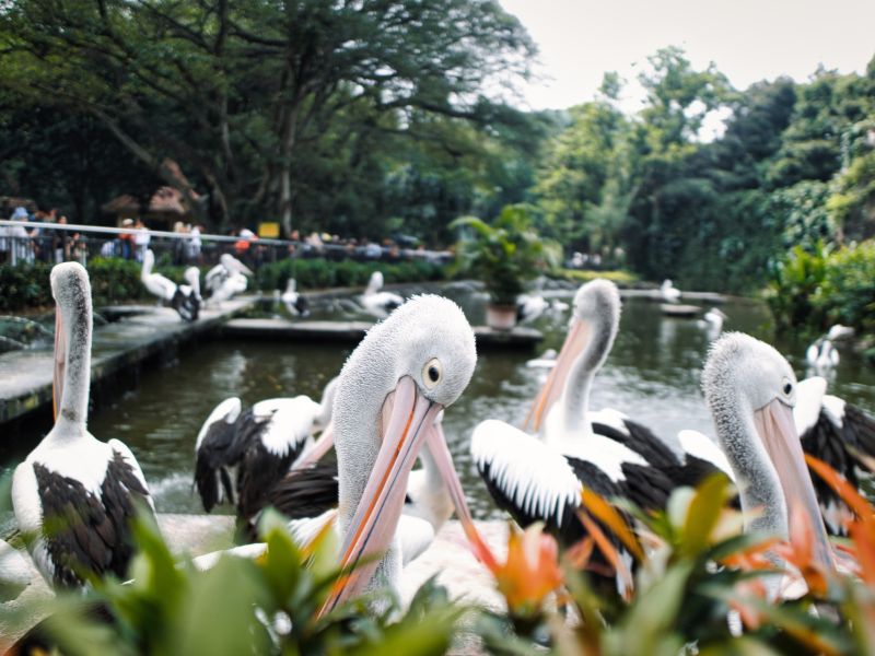 FAUNA Y ACCIÓN