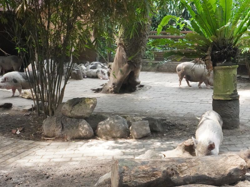 FAUNA Y ACCIÓN (2)